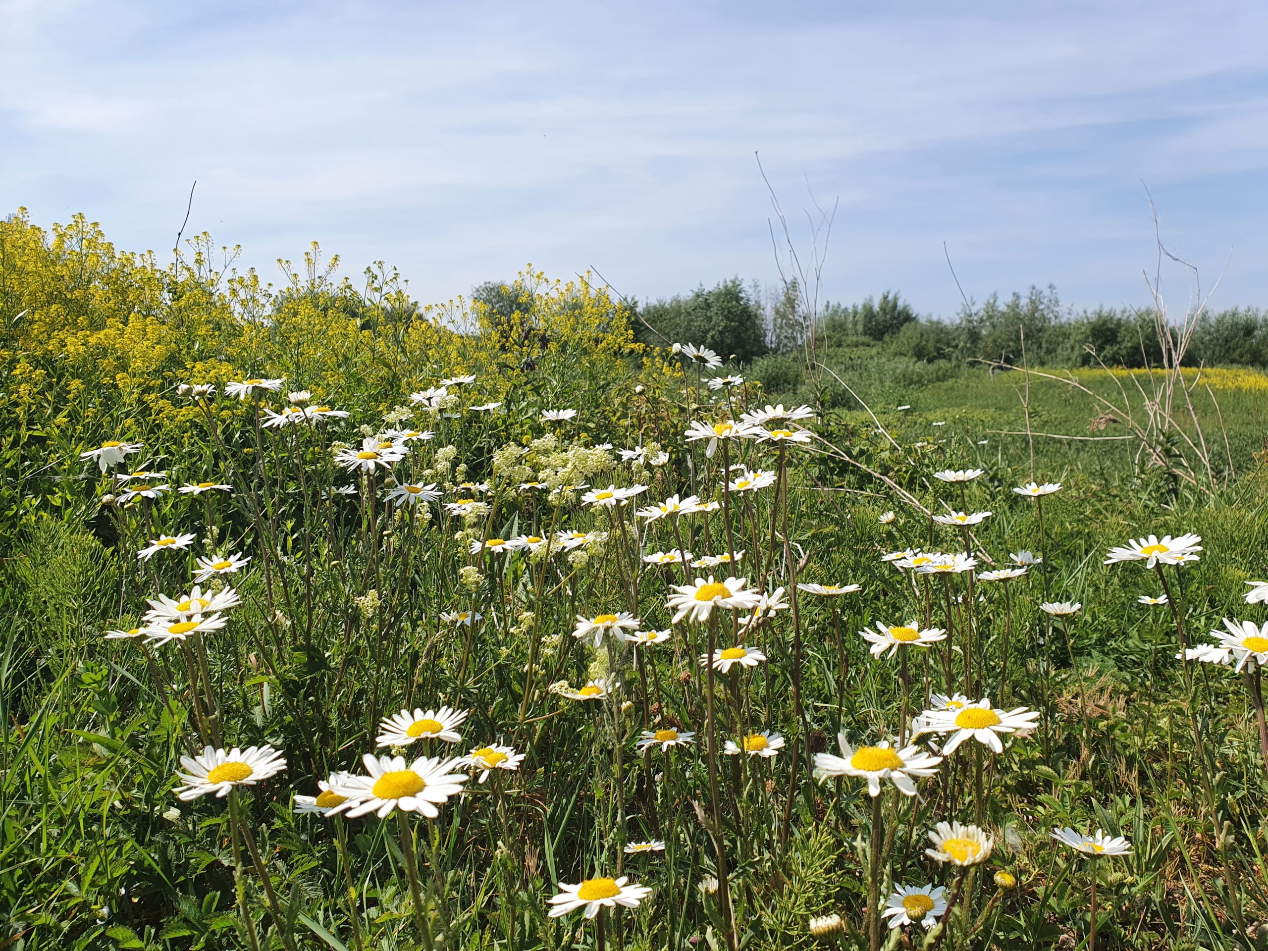 Je bekijkt nu Stiltewandeling met creatieve verweving van verlies
